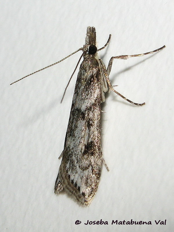Eudonia angustea - Crambidae